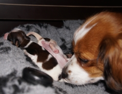 Lobke met pups